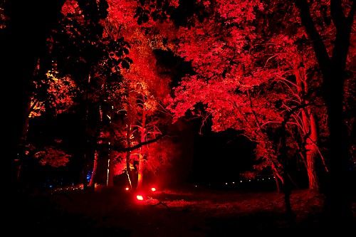 red lights in the forest