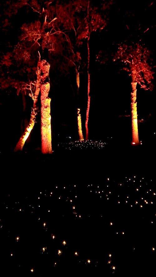 Sterne auf dem Waldboden