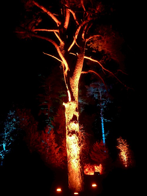 Illuminierter Baum